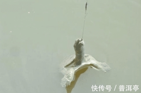 鱼类|为什么说“退水鱼难钓”?密度大不是更好钓吗?老钓客说出了原因