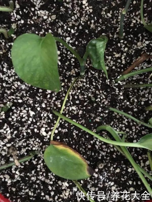 生根|6种花夏天扦插，枝条剁8段、撒土里，3岁小孩都能插活