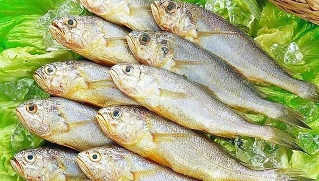 海鱼|以后去市场,就买这5种海鱼,便宜又好吃,鱼铺老板都要夸你懂行