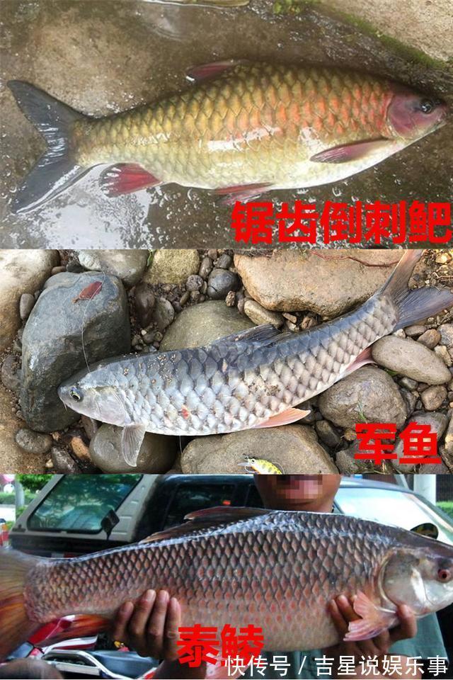 九成钓友都会把这几种鱼认错，和牢底坐穿鱼搞混就麻烦了