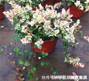 阳台|忘了绿萝吧!这花耐阴又好养,叶比花还美,是阳台盆栽佳品!