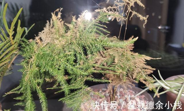 盆栽文竹容易焦叶枯萎，从4点入手，避免就能养“繁茂”