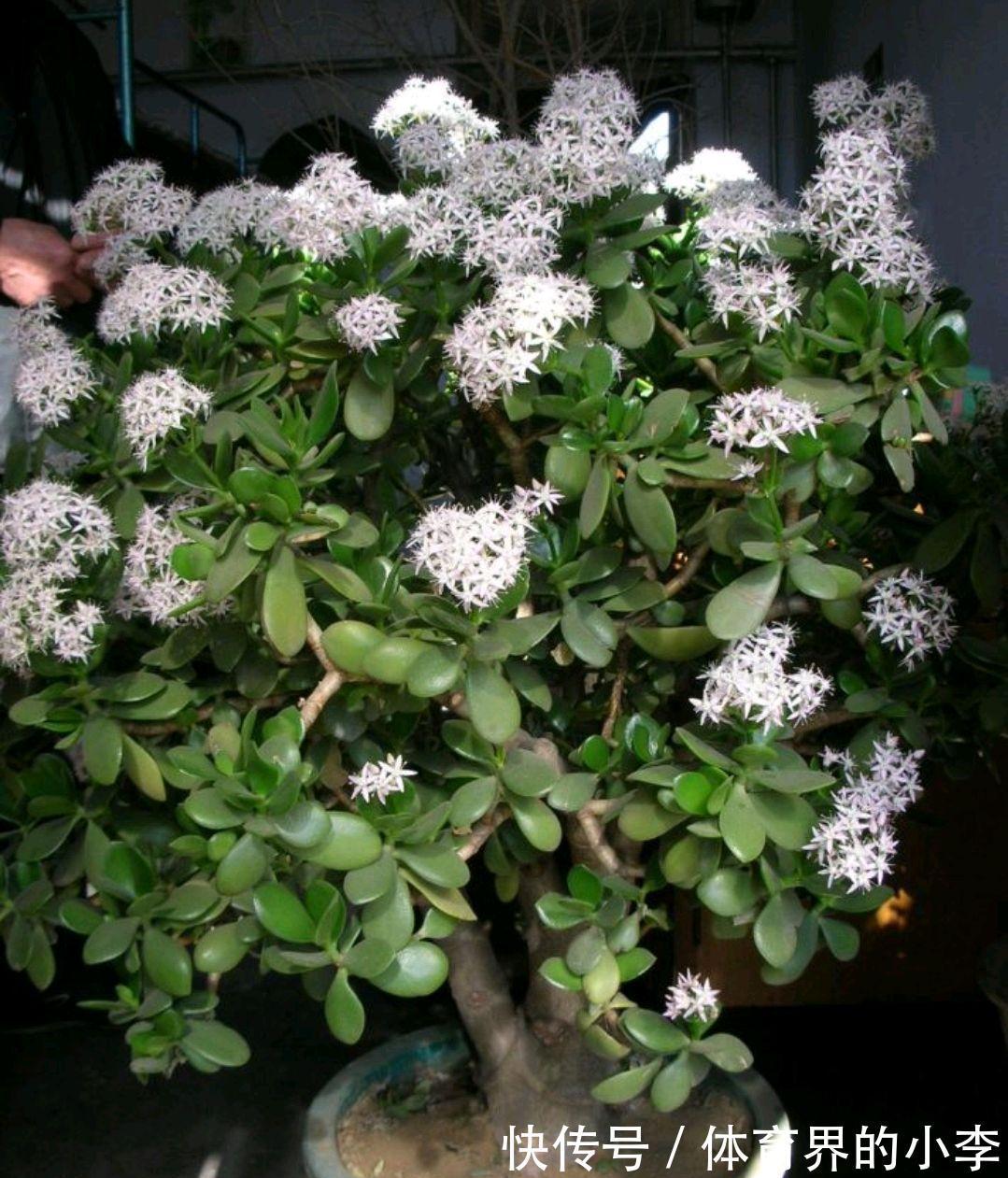 玉树开花很吉祥,怎样让它早日开花