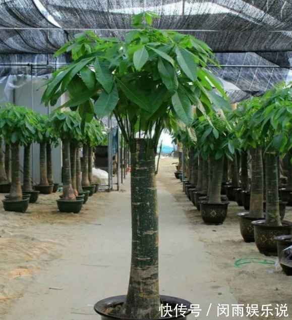 财源|家里一旦养上4种花，霉运躲着走，并非迷信，讲究人都知道