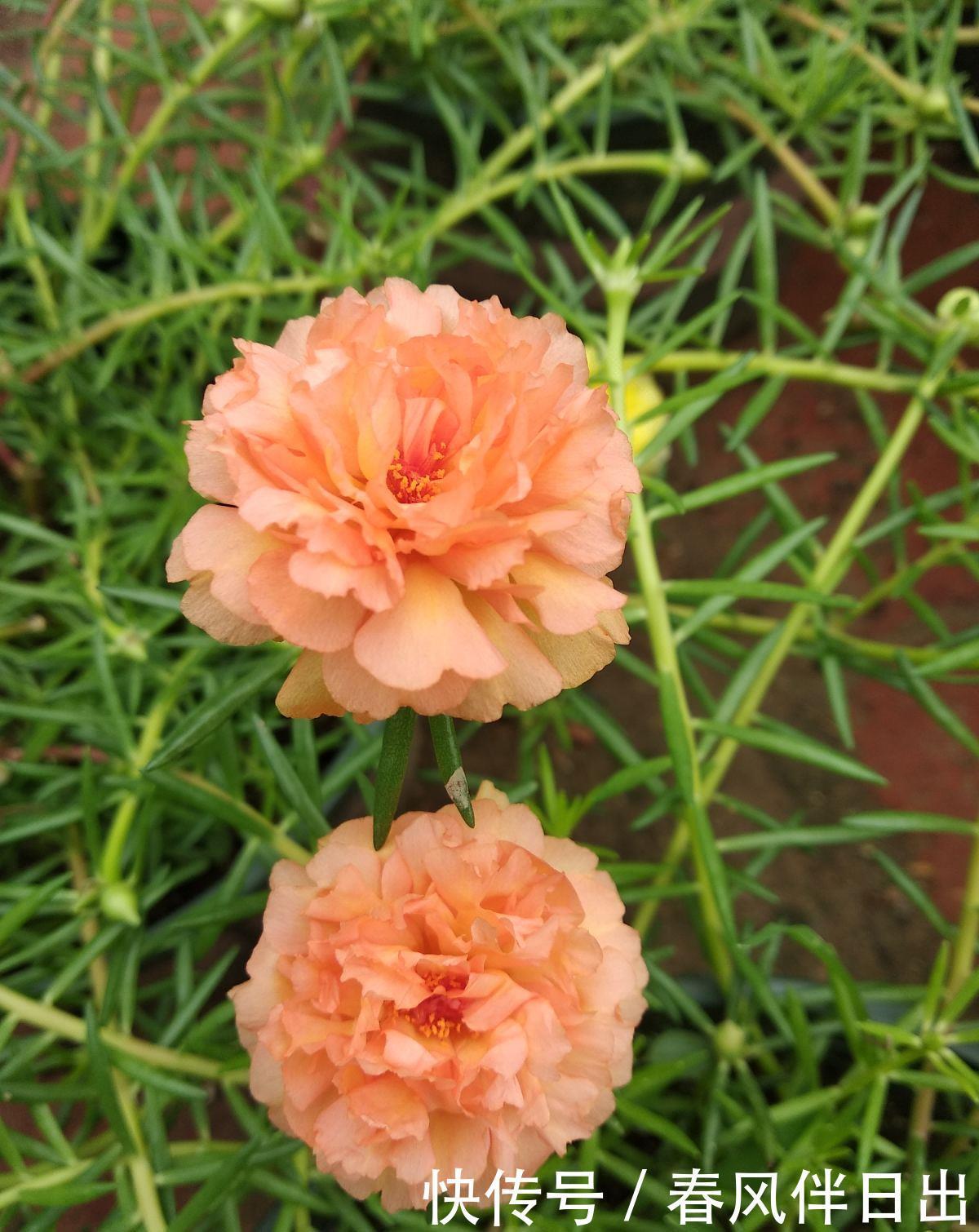 新手|“急性子”的4种花,买回家很快开花,适合新手养