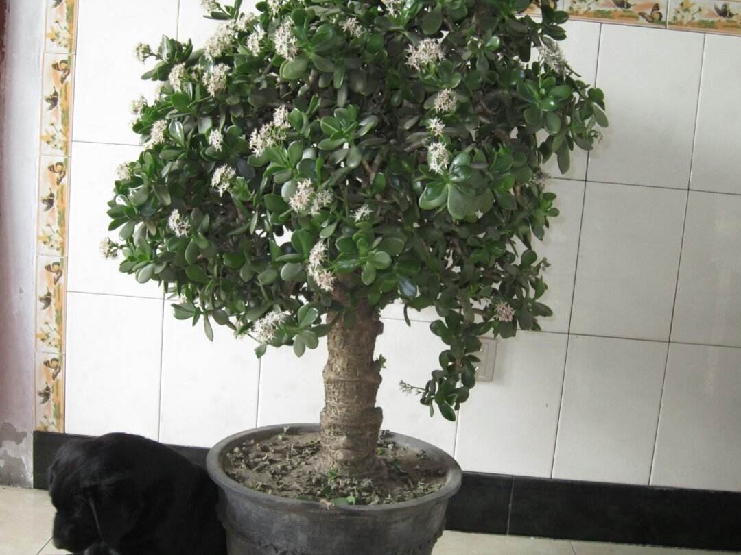 大爷养玉树，最爱做“3件事”，玉树开花，长成“老桩”壮如松