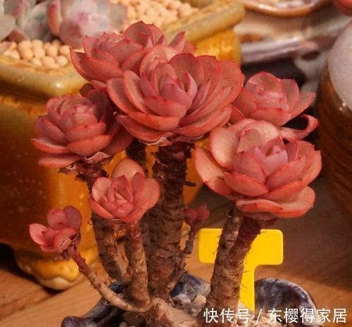 为您整理20款红色系多肉,热情奔放,总有一款是你迷恋的!