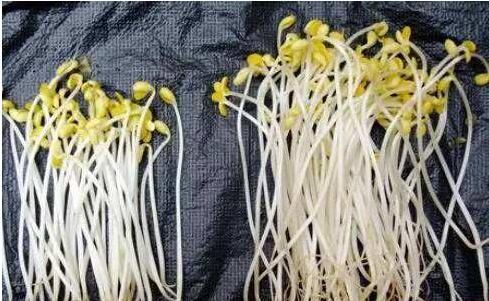 豆芽|比毒品还毒的3种蔬菜，个个都是害人精，你却还给孩子吃