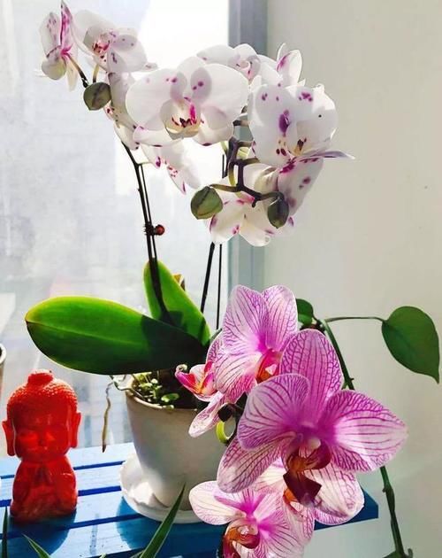 春节来临，为了营造气氛，你在家里摆上什么鲜花？