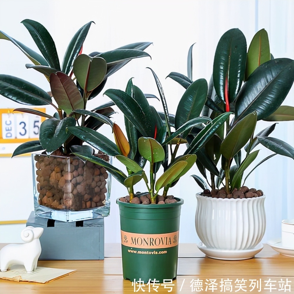 虎皮兰|九大“健康花”,建议大家养一盆,干净漂亮又吉祥