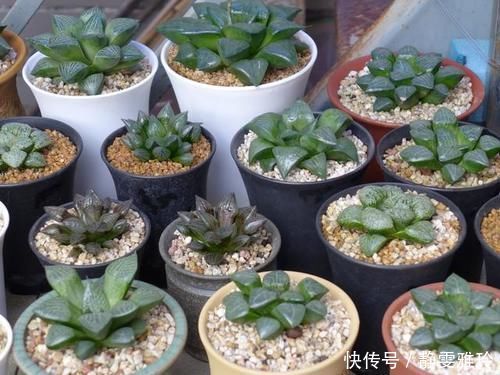 阳台|4款小清新的多肉植物,不贪光还漂亮,很适合养在阳台和办公桌上