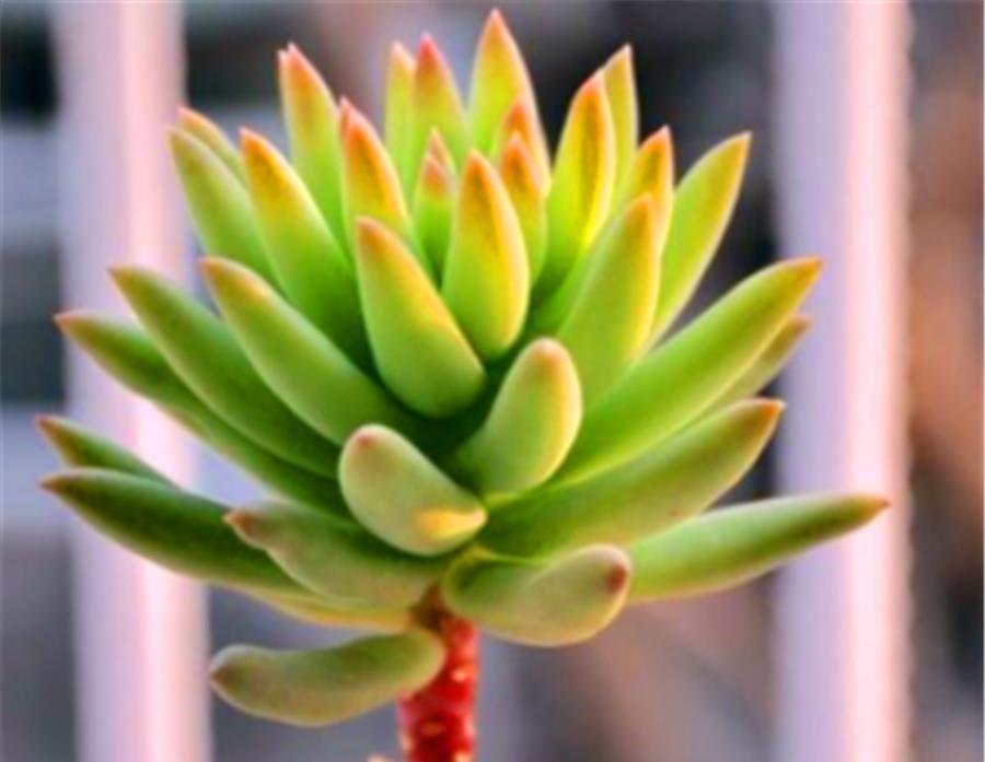 阿勇|5种最美的绿色多肉,不用上色就很美,养成老桩更惊艳