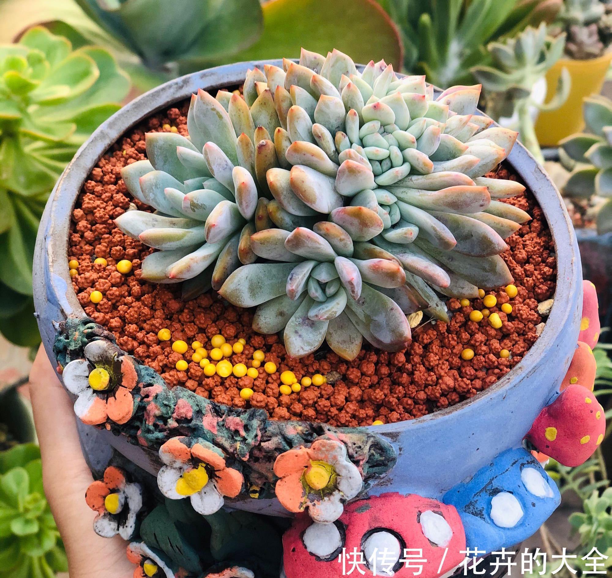 怎么才能养出漂亮的多肉,养好根随便虐,盆盆都漂亮,个个胖嘟嘟