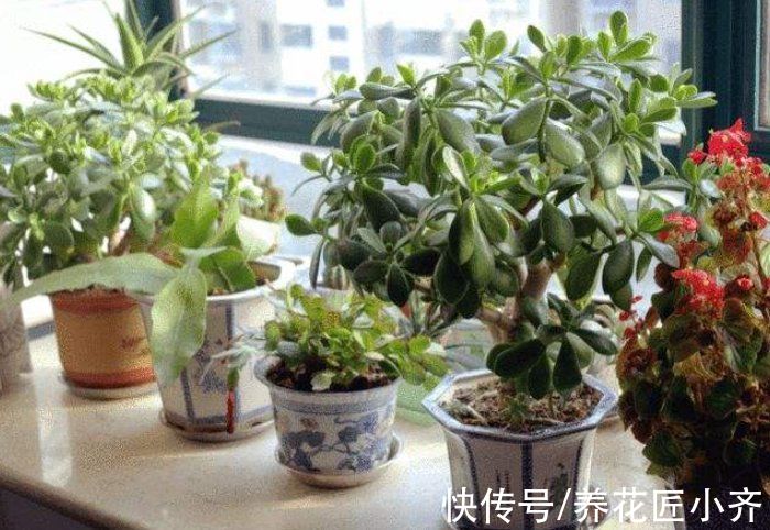 为什么养花总是生虫?如果你能做好3点,养花几乎不招虫