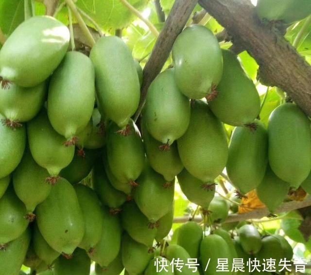 北方爬藤类水果有哪些 北方爬藤类水果有哪些