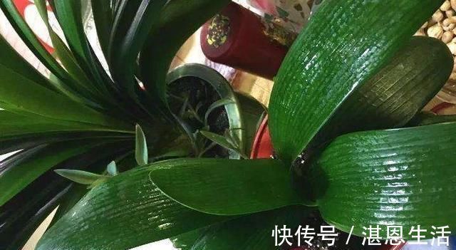 想要君子兰开花,有一个小方法,叶片蹭蹭长得快,花开的漂亮极了