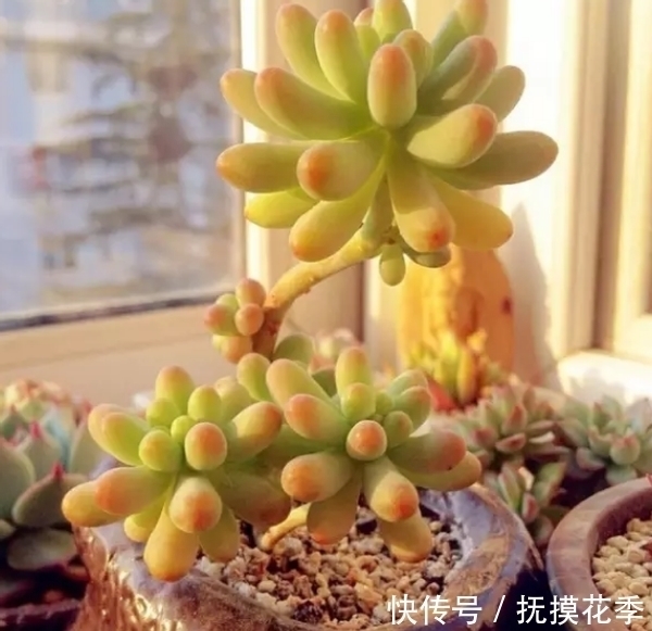 多肉植物|多肉乙女心,天暖盆栽时多晒太阳、适量低温才能让叶子越长越美