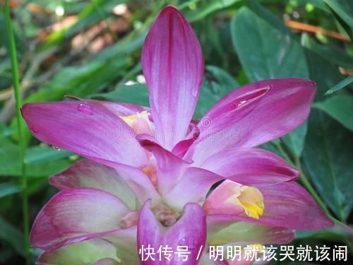 仙气十足|野外常见的1种漂亮花,开花仙气十足,遇到忍不住想带回家