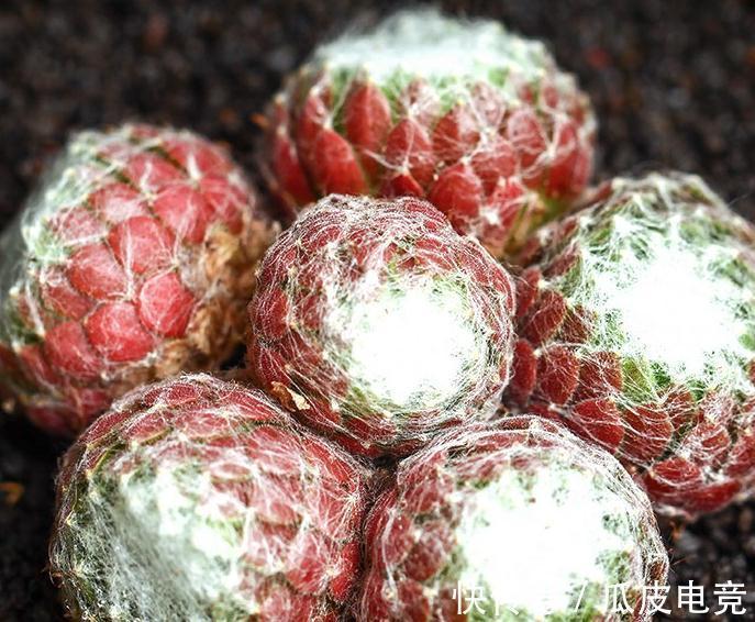 苏珊娜|观音莲这样养,不用施肥照样长满花盆