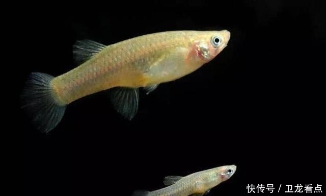 草金鱼怀孕产卵什么样 草金鱼怀孕产卵什么样