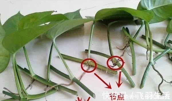 绿萝|这4种花 剪一段枝条丢水里就生根 家中绿意盎然!