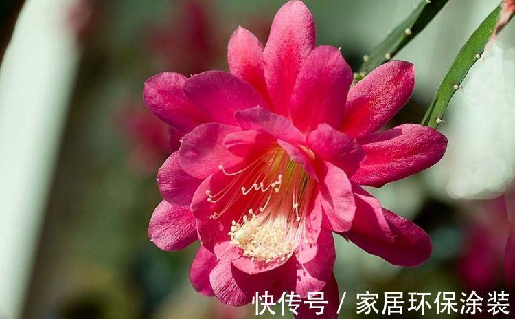 花色|农历7月10日开始,养花养个耐看的,花色繁多,花型奇特美丽