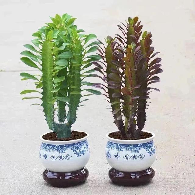 吉祥|8种“丑花”，个个都有好兆头，家里养几盆，镇宅吉祥，越养越爱