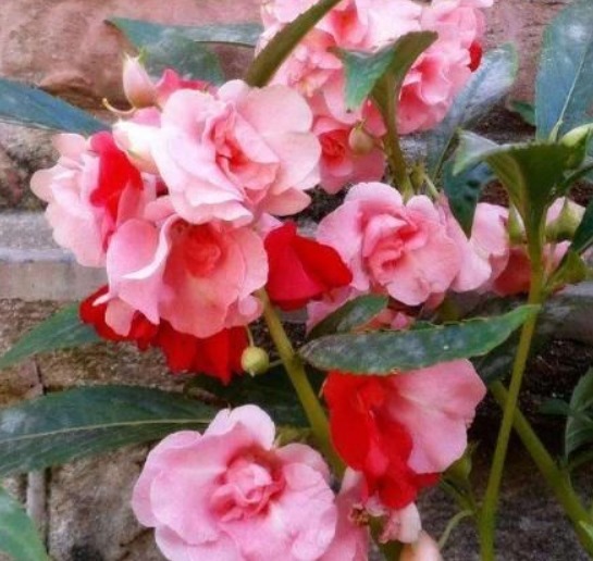 1种花，人称“草本玫瑰”，比玫瑰美，比月季好养，芳香飘满屋