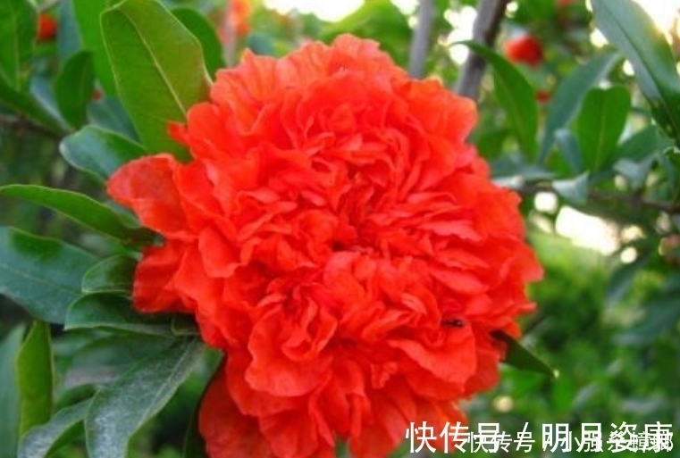 大岩桐|4种花漂亮又好养,比牡丹好看,花儿轻松开爆盆,适合阳台盆栽