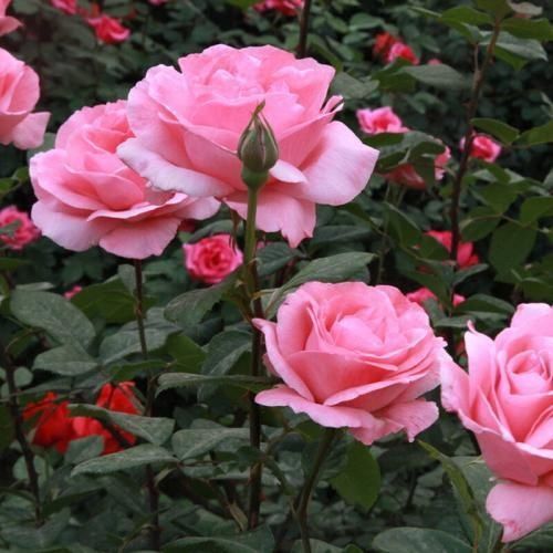 养分|4种植物,一长高就得剪,剪晚了影响开花,别忽视