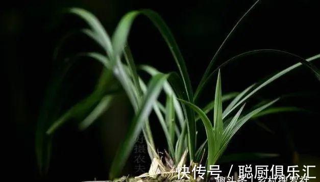 用草木灰养兰花,效果究竟怎样?用对的兰苗旺盛,用错就烂根腐苗