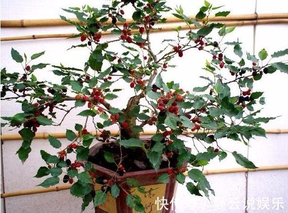西红柿|在家阳台盆栽这4种水果,不仅好养活,结果还多,还可以当观赏品