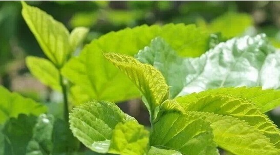 桑叶|常用此叶子泡水喝，皮肤白了，茶水洗脸还能去除色斑，女人必备