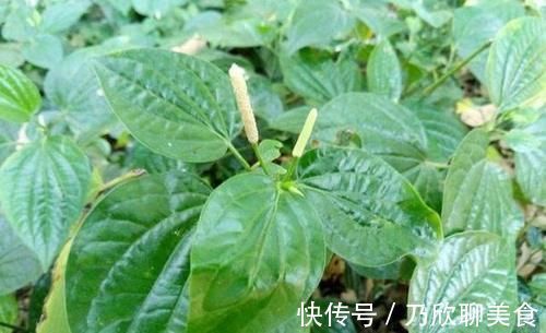 农村妈妈|农村妈妈的保养秘籍，既是野菜，也是药，只有农村才有，你可认识