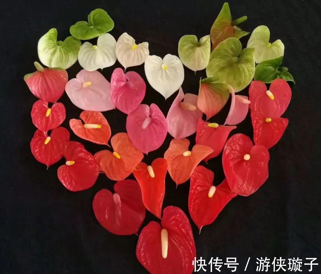 9种“勤劳花”,别名“天天开”,365天花不断,也不怕累坏了