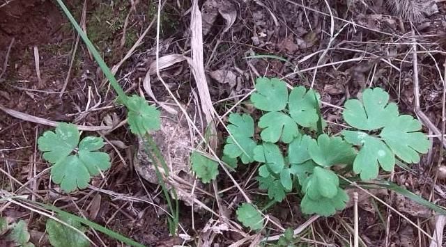 老鼠屎|此野草,名为“千年老鼠屎”,请辨认草本,块根840元一斤