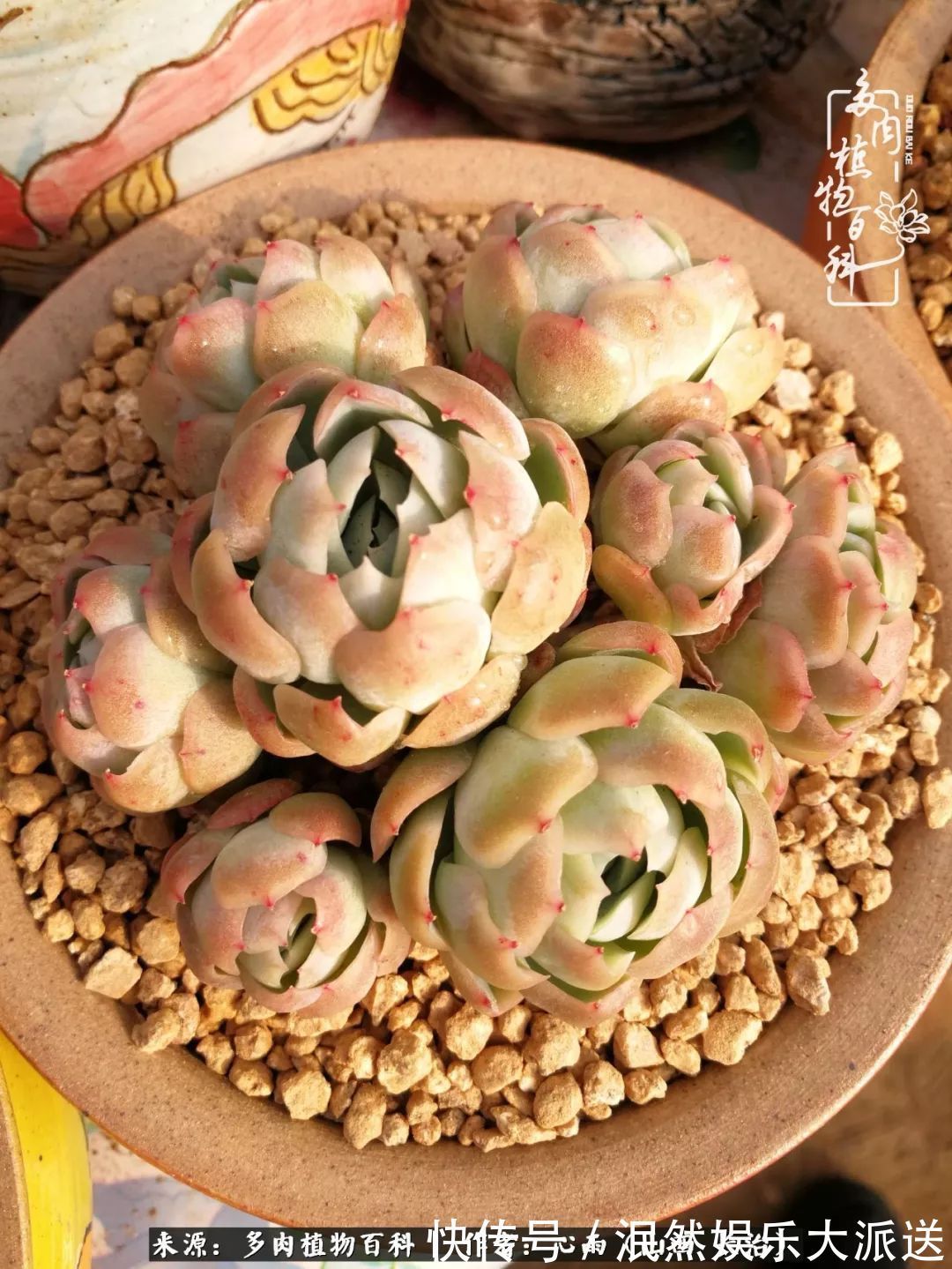 蚧壳虫|为肉痴狂!多肉植物也会用最美的容颜报答我们的勤劳付出!