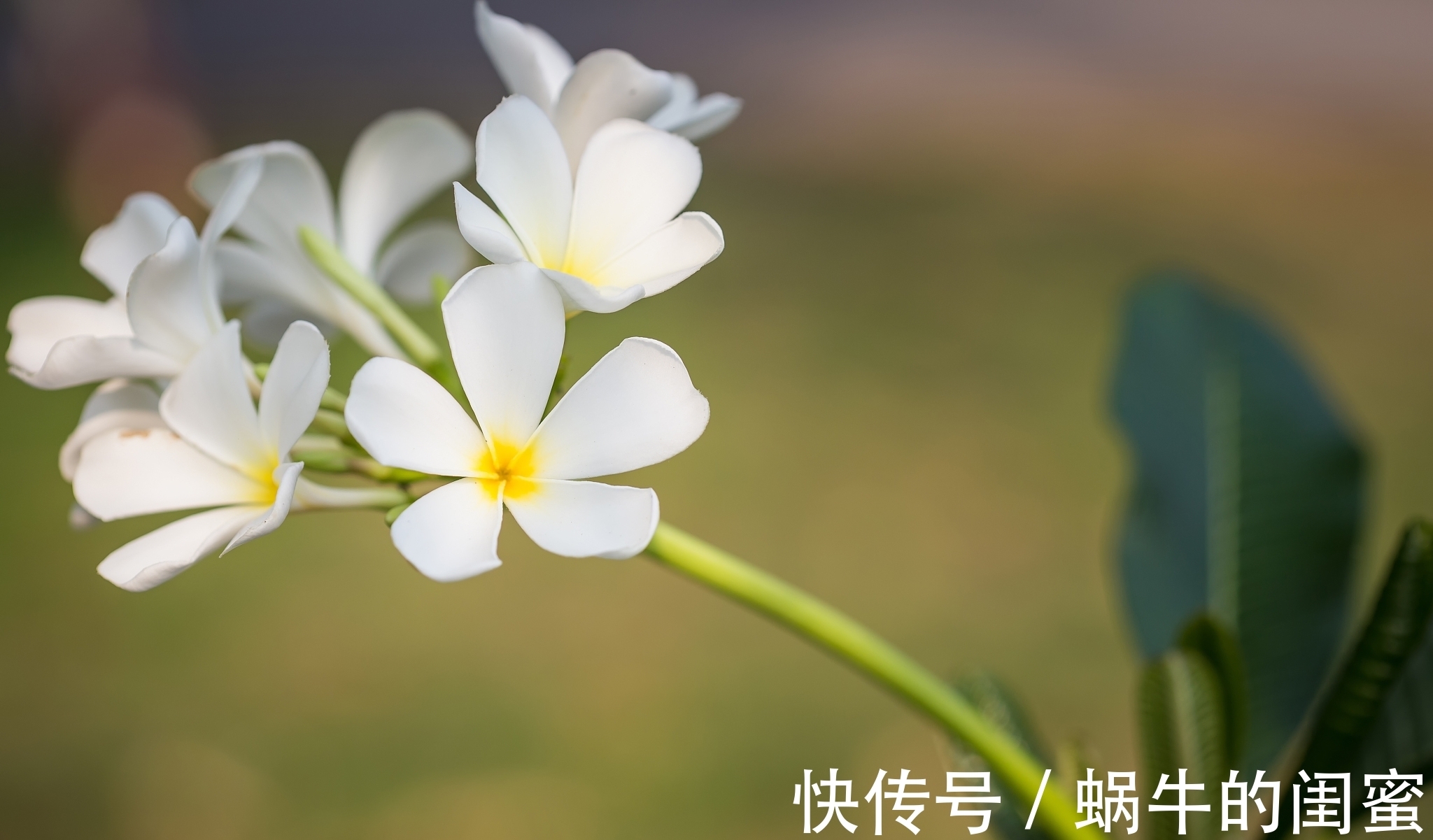 妇姑@一首美如图画的小诗,以清淡笔墨勾勒乡村生活,真是百读不厌