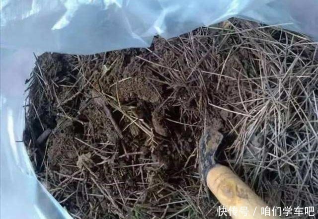 松针土养花,提前做好这几步,疏松透气,养分充足!