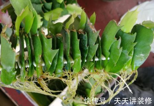 龟背竹|4种“泼辣花”，长出“气生根”，是好事，不用扦插，剪下来就活