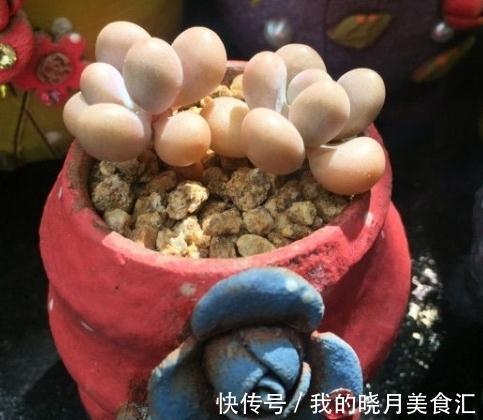 为什么你的多肉桃蛋总也养不圆,原来还有这些你忽略掉的原因