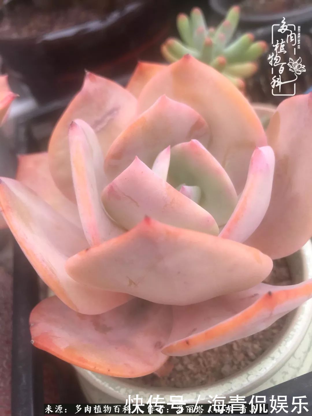 白月影|我和我的“多肉恋人”,怎么样有没有惊艳到你!