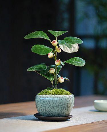 “小盼菩提”是一种什么盆栽?观叶又观果,漂亮好养,像带着仙气