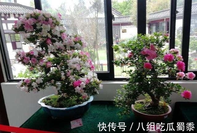 这6种花的寿命很长,养成“老桩”后,价值大增,越老“越值钱”