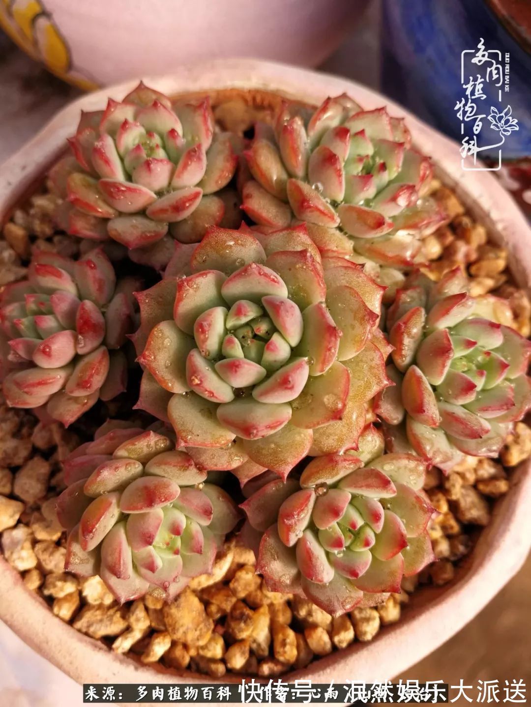 蚧壳虫|为肉痴狂!多肉植物也会用最美的容颜报答我们的勤劳付出!