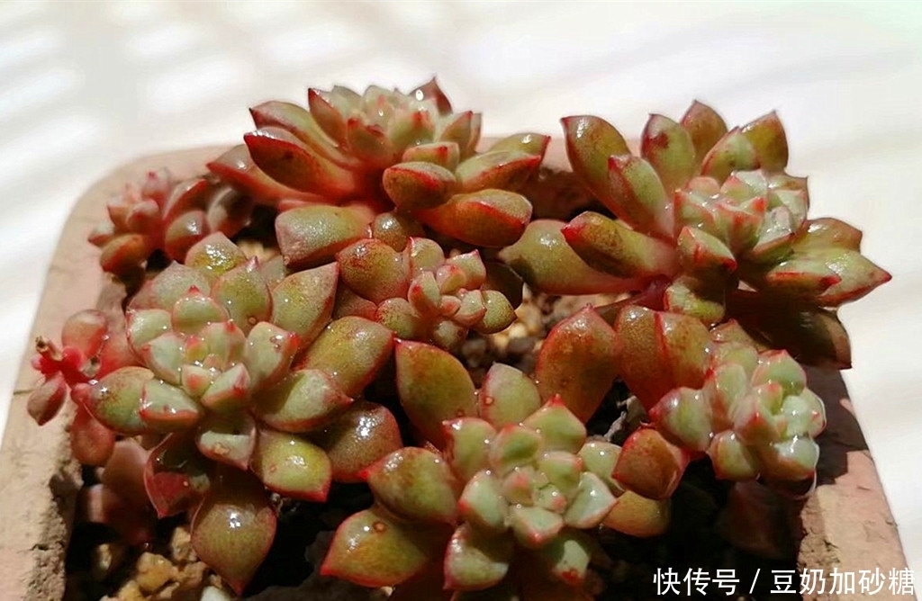 徒长|这些多肉夏天可以不遮阳,因为不容易晒伤,但遮阳很容易徒长