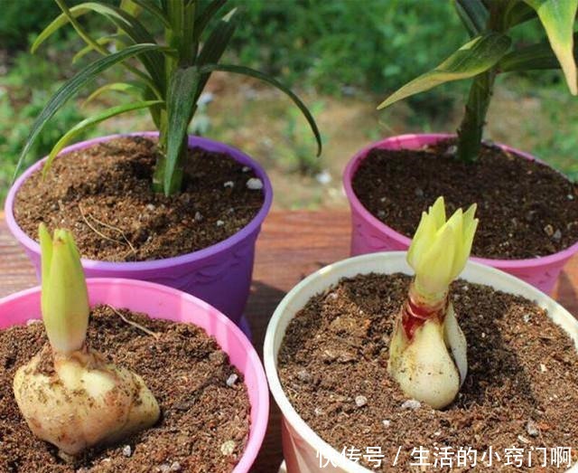 4种“漂亮花”,炎热夏天里,一浇一个死,管住手,花满头!