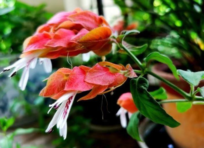 花卉|几款花卉养在家里,四季繁花似锦,花开枝繁叶茂