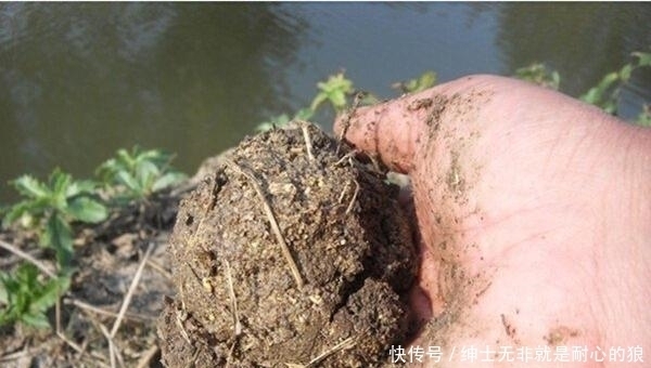 野钓黄颡鱼的几种打窝方法,诱鱼成群,才能轻松连竿上鱼