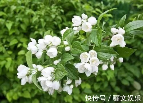 土壤|最厉害的养花营养液给茉莉花喝一勺，四季油绿，花开洁白